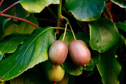 Hardy Kiwi Growing Tips: How To Care For A Hardy Kiwi Plant