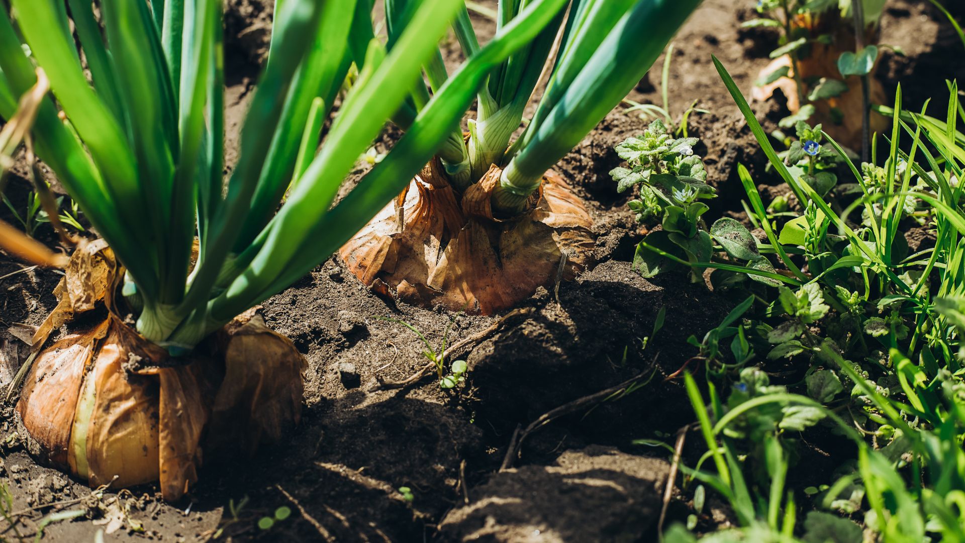 green onions growing garden