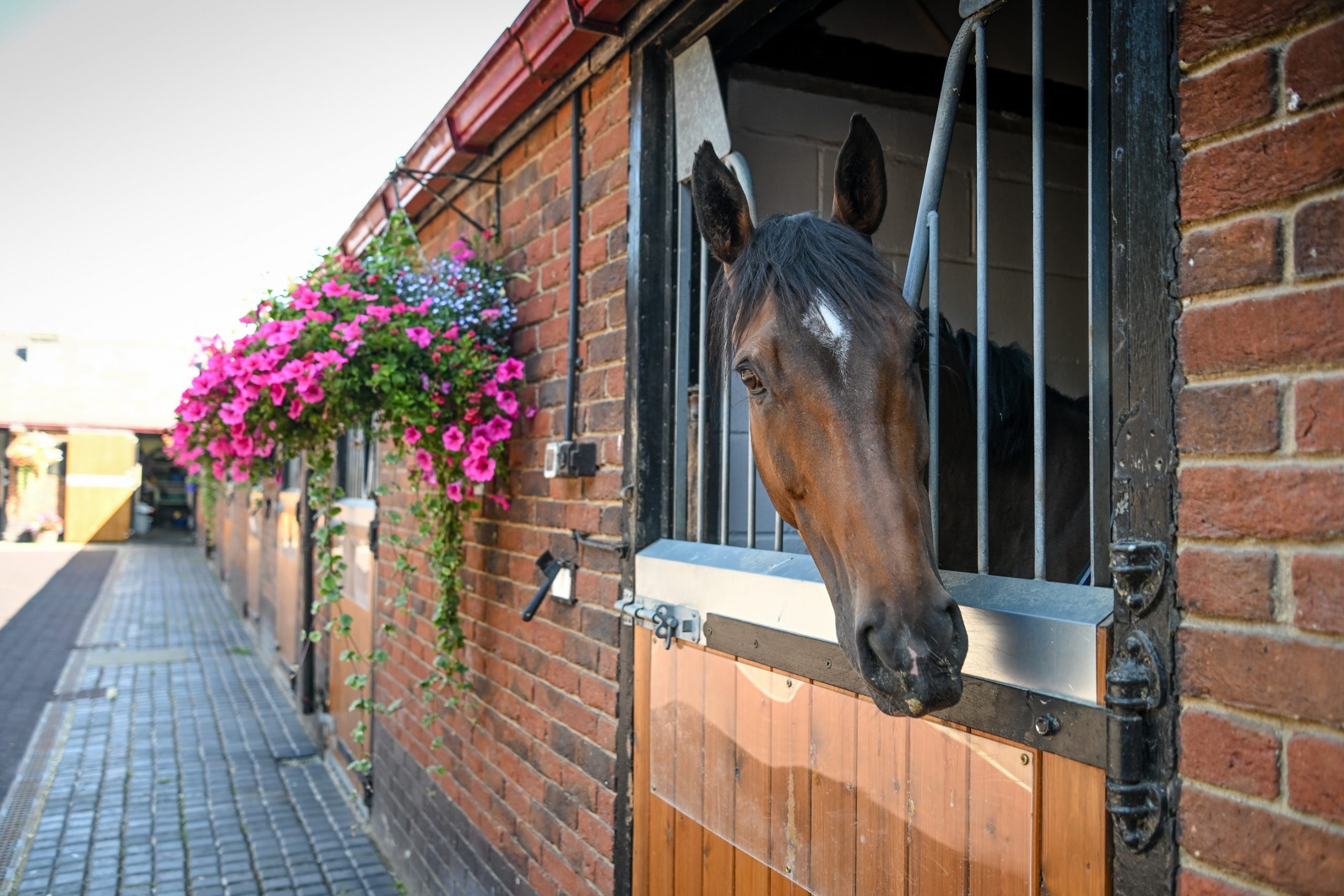 Rachel Gredley's 11-year-old mare Jalanna checks out her enviable surroundings.