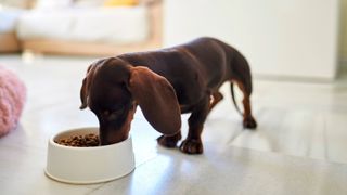 Brown puppy eating from dog bowl