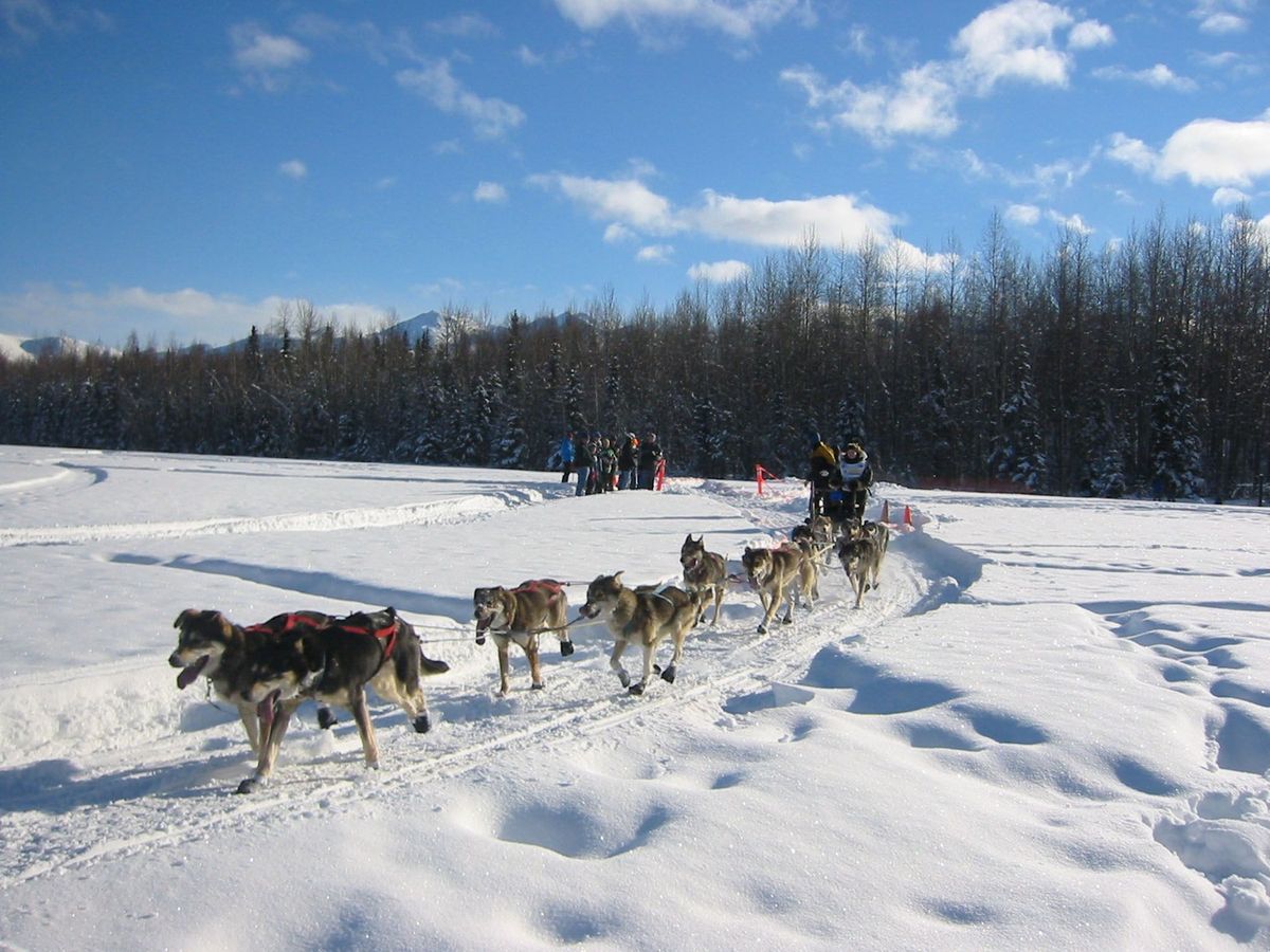 Massive Alaska Snowfall Cancels Dog Sledding's 'Toughest 300 Miles ...