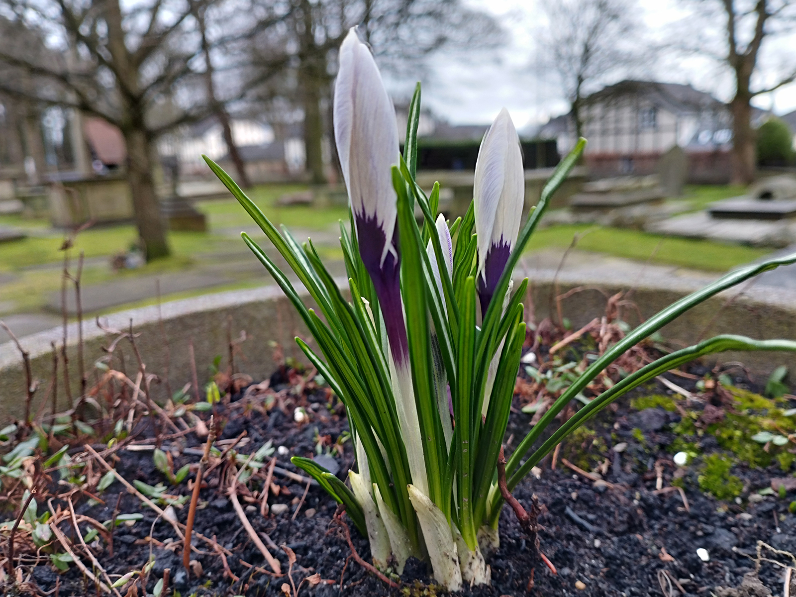 Xiaomi Redmi Note 11 camera sample (flowers).