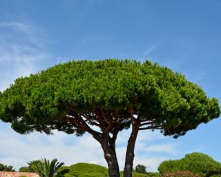 evergreen tree pinus pinea