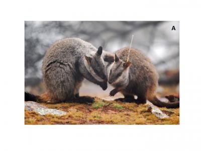 brush-tail rock wallabies