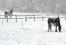 snow10.jpg