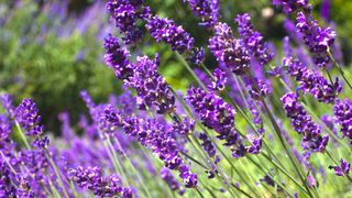 flowering lavender in garden