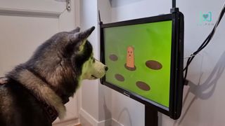 A dog playing a video game on the Joipaw console