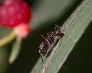 Extreme closeup detailed image ant climbing on leaf with red berry in background