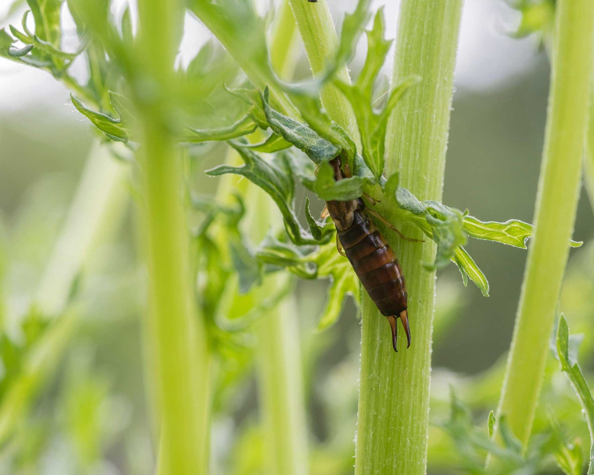 How to get rid of earwigs deter these pests from plants Gardeningetc