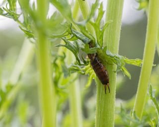 earwig on plant stem