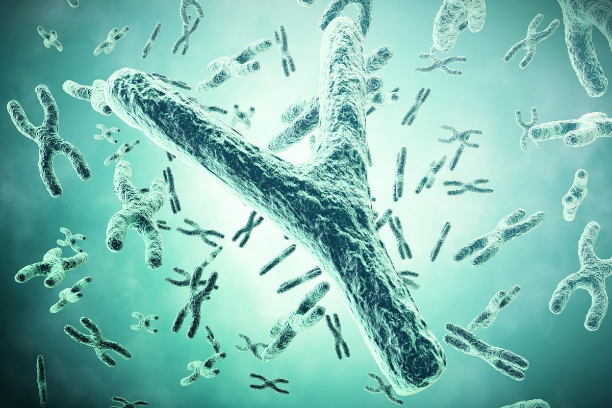 Is the Y chromosome dying out?