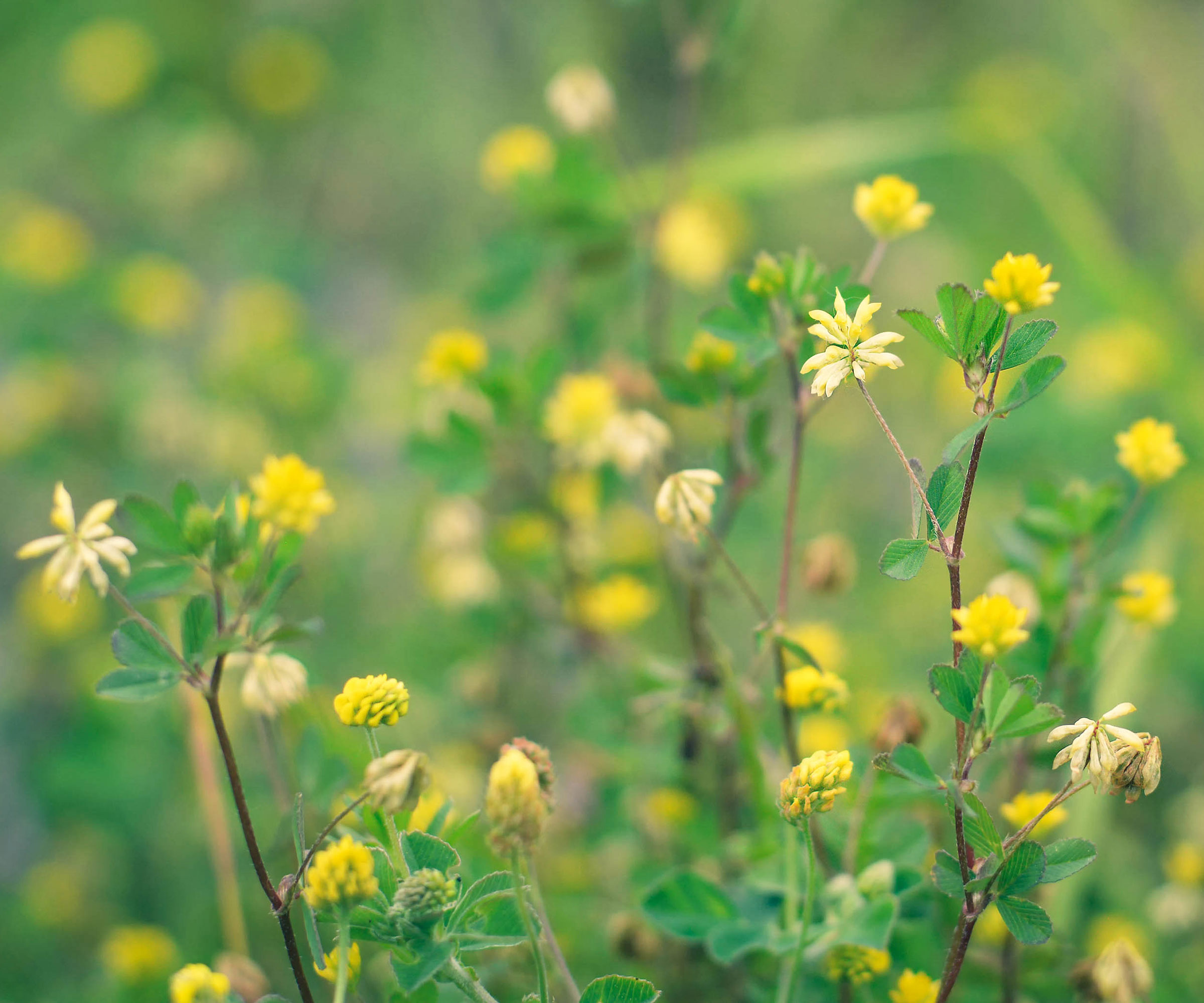 black medic weeds with yellow flowers growing in dry garden soil
