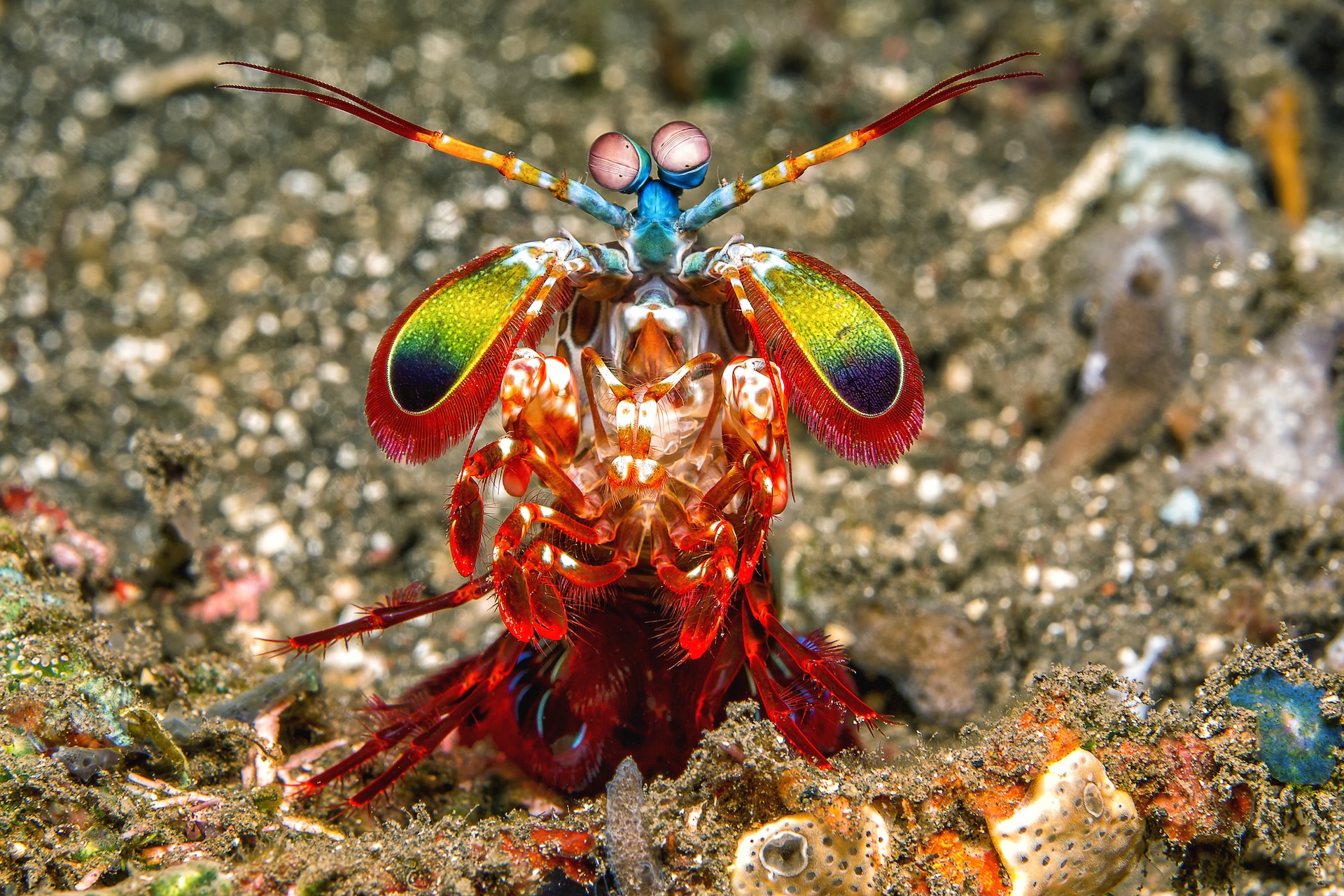 a rainbow-colored mantis shrimp stands up on the ocean floor