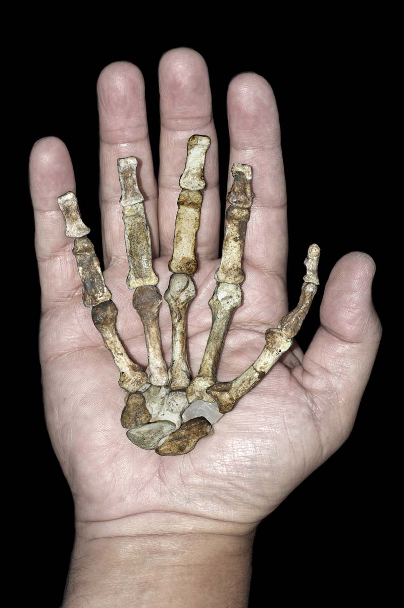 hand bones of human ancestor against modern human hand