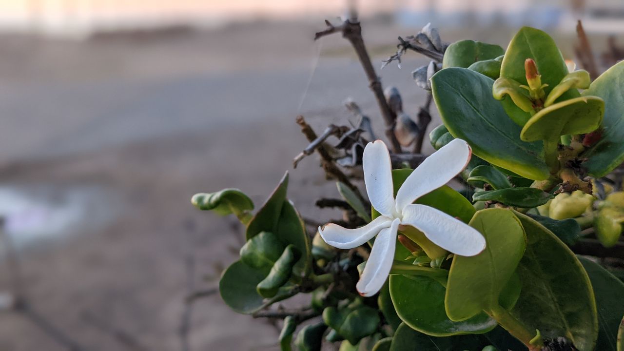 Google Pixel 5a camera samples