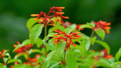 Firebush shrub with green foliage and red blooms in a garden border