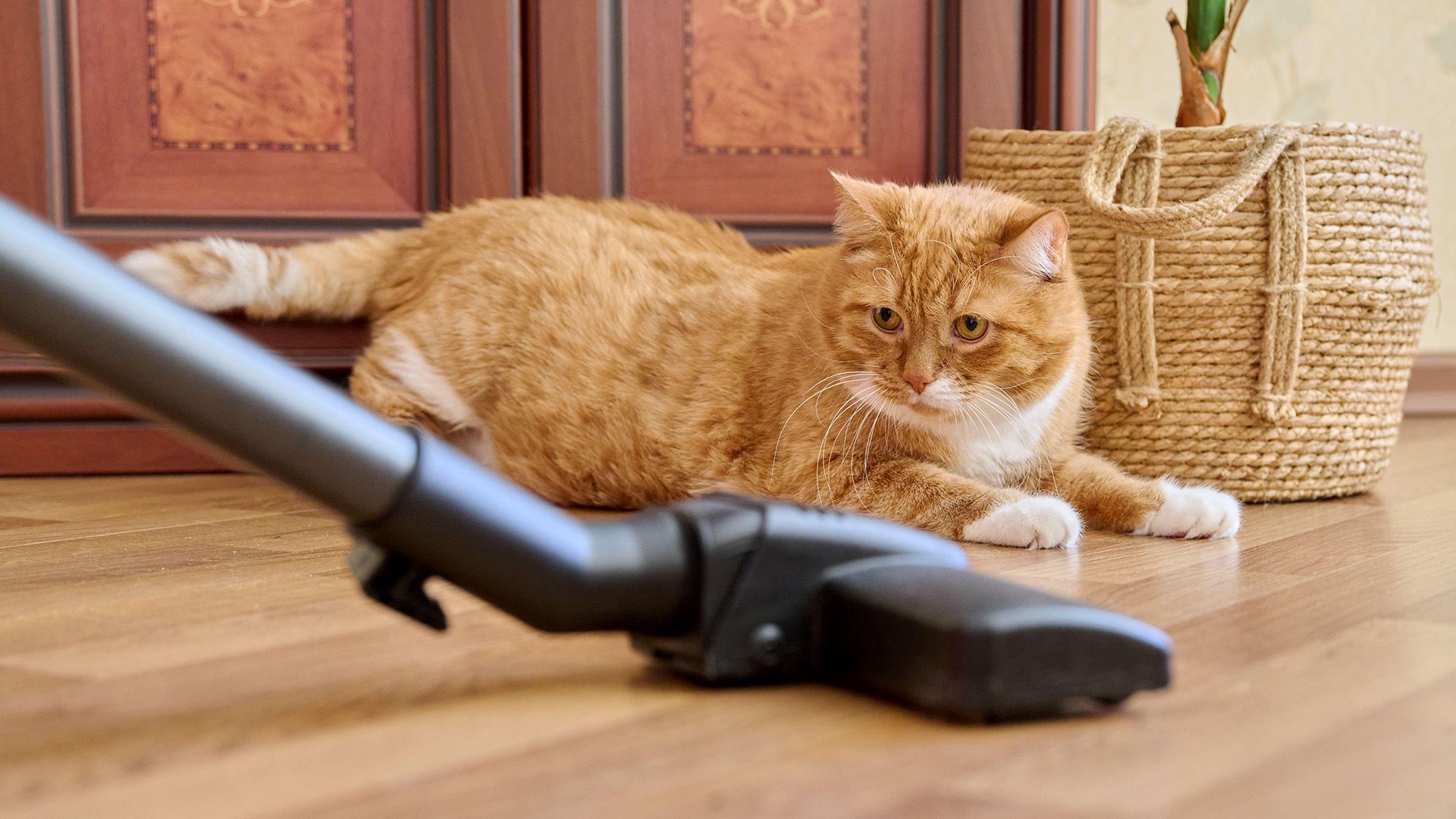 how long can fleas live in a vacuum cleaner