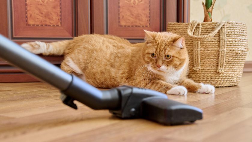 Cat looking at vacuum cleaner with suspicion 