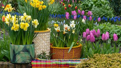 spring flowers in containers