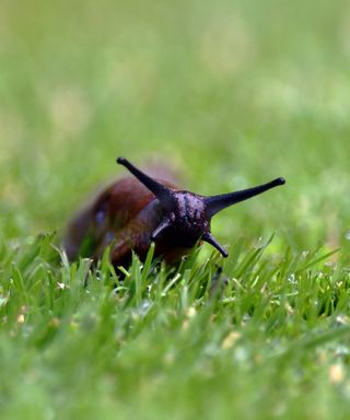 Arion rufus (Large red slug) - stock photo