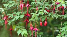 Red and purple hardy fuchsia flowers in bloom