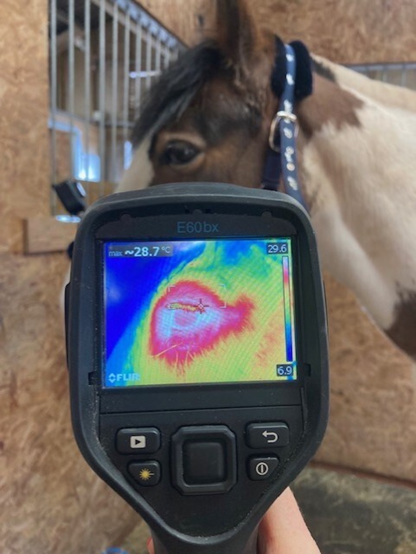 eye temperature copy