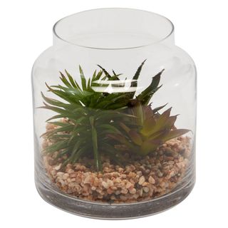terrarium plant