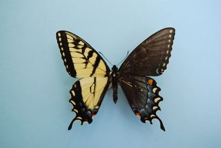 The tiger swallowtail butterfly that James Adams found.