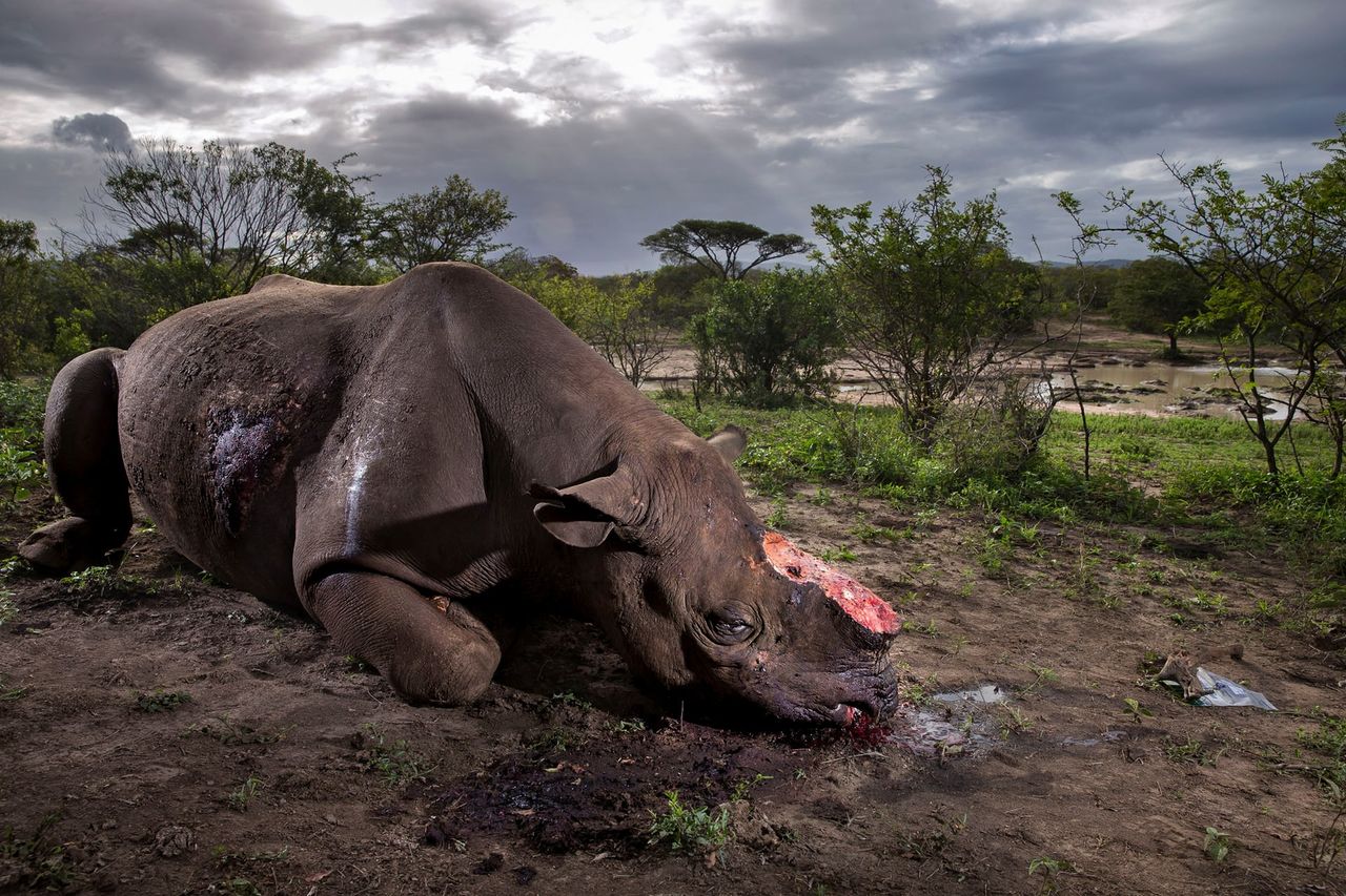 1_-_rhino.jpg