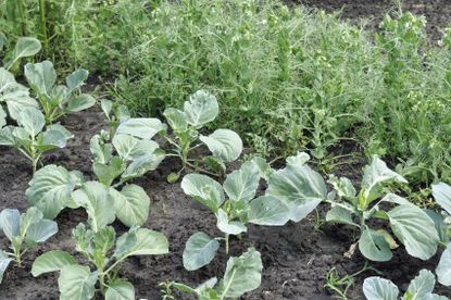 Pea Plants In The Garden With Companion Plants