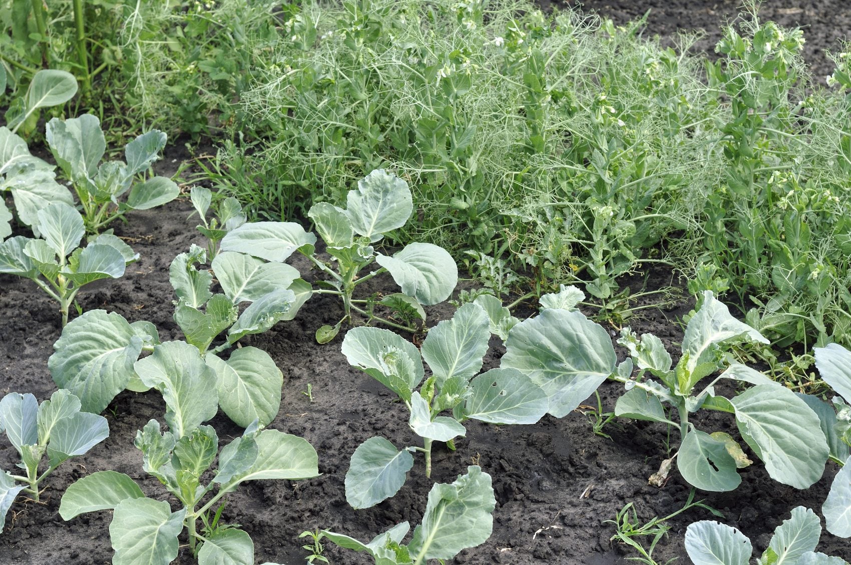 Companion Plants For Peas Learn About Garden Pea Companions