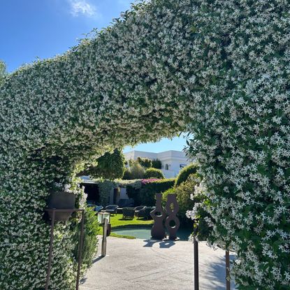 Star jasmine arch in Italy
