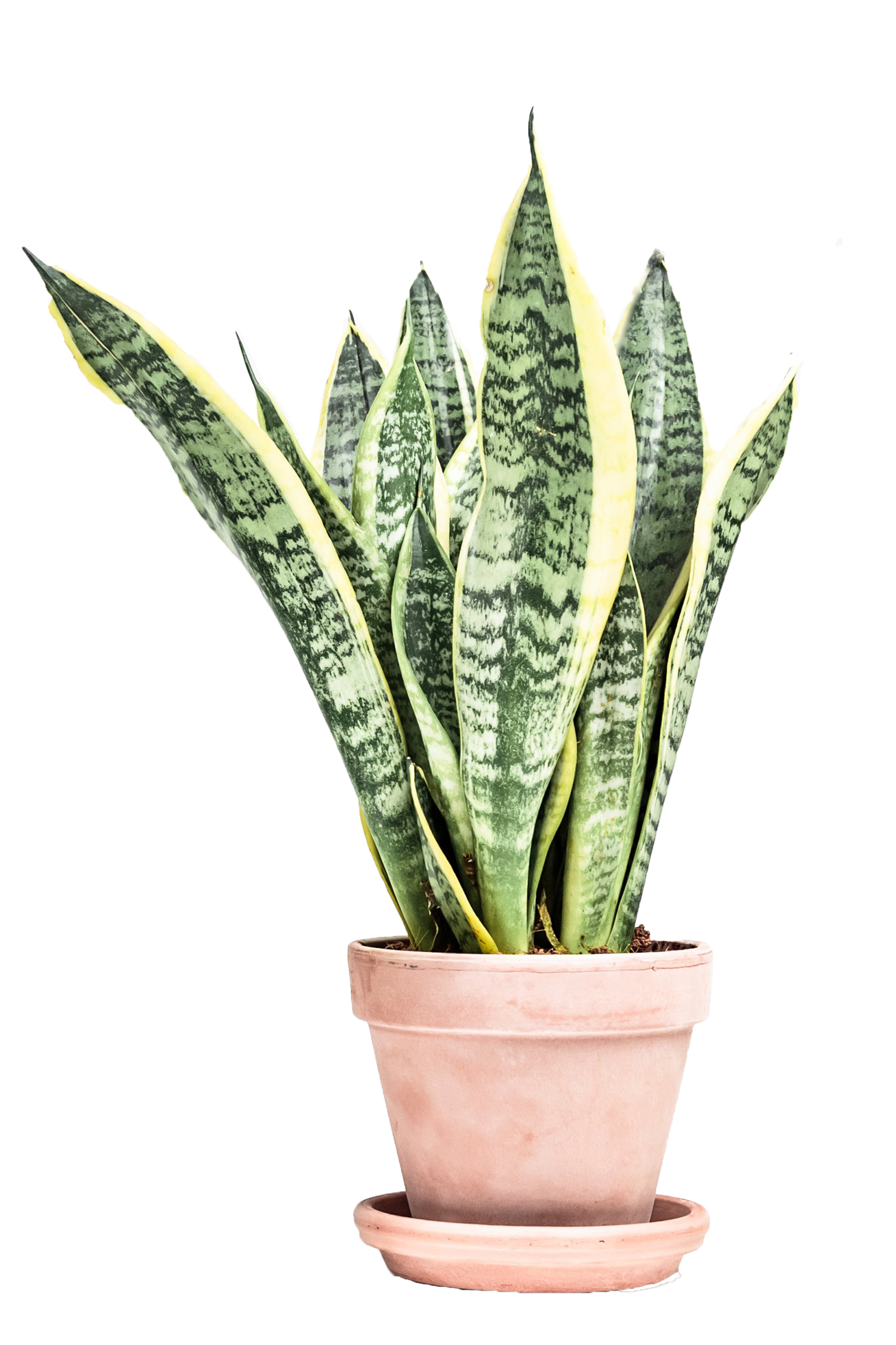 best house plants Livingetc