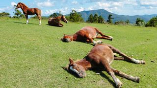 A family of four brown horses with a white stripe on their nose relaxing on a grassy hillside. One is standing up, one horse is on their side but sitting up, while the other 2 are completely lying on the ground on their sides.