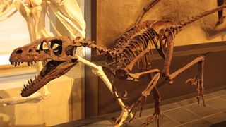 A Dromaeosaurus skeleton dating back to 75 million years ago.