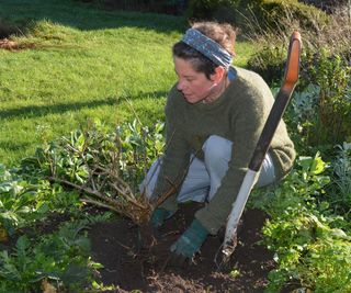 replanting a shrub in a flower bed