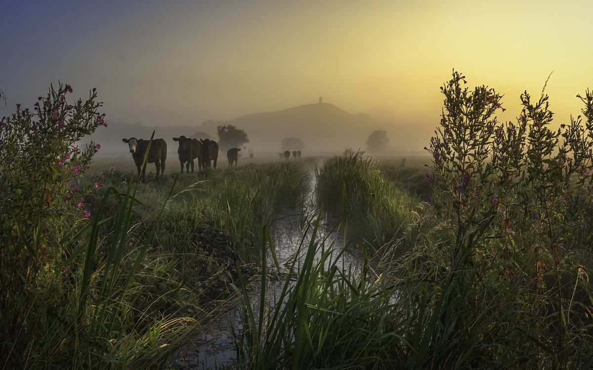 A misty morning at Glastonbury Tor with cows heading home and the sun rising