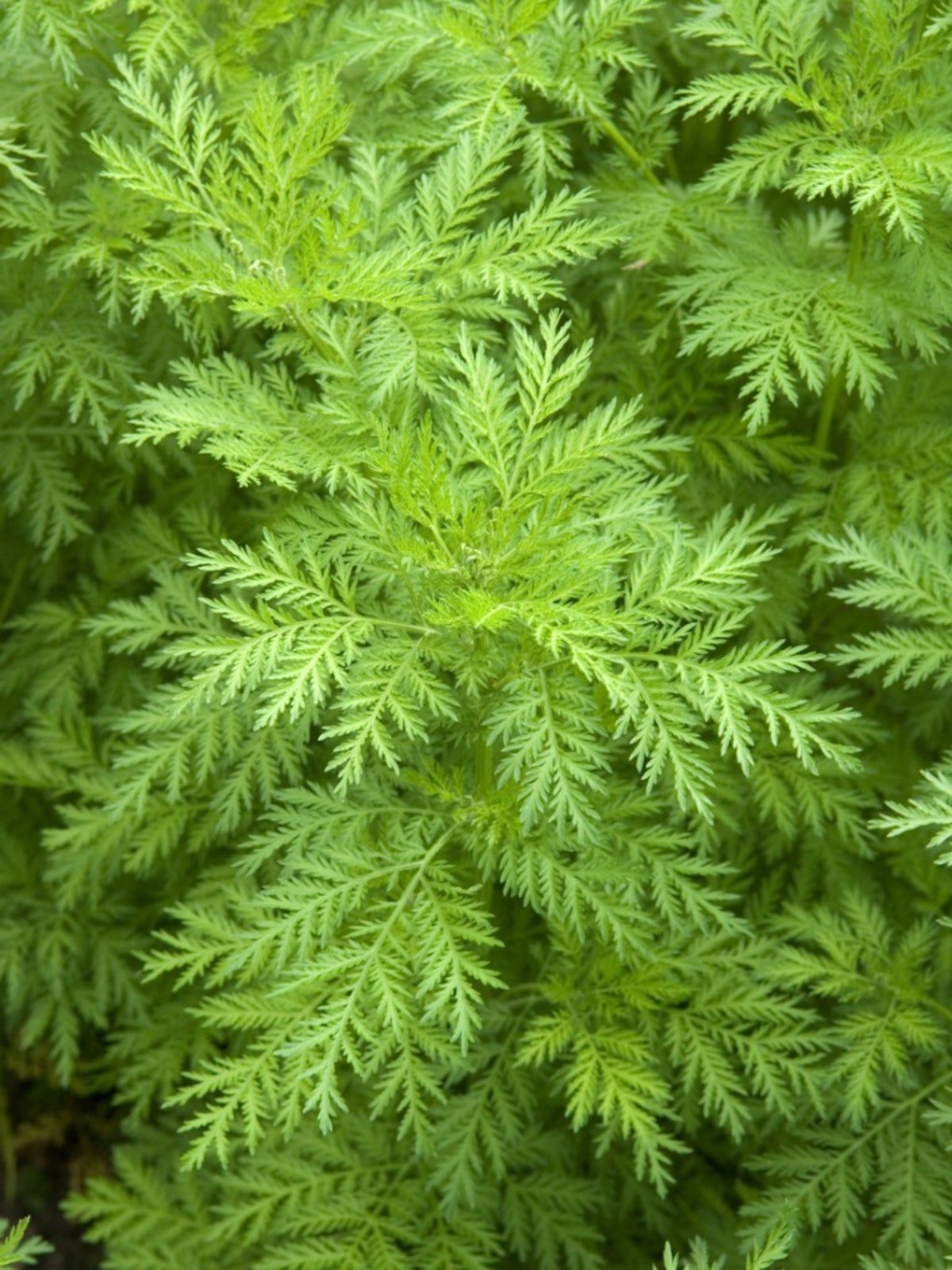 Tips For Growing Wormwood Herb Plants