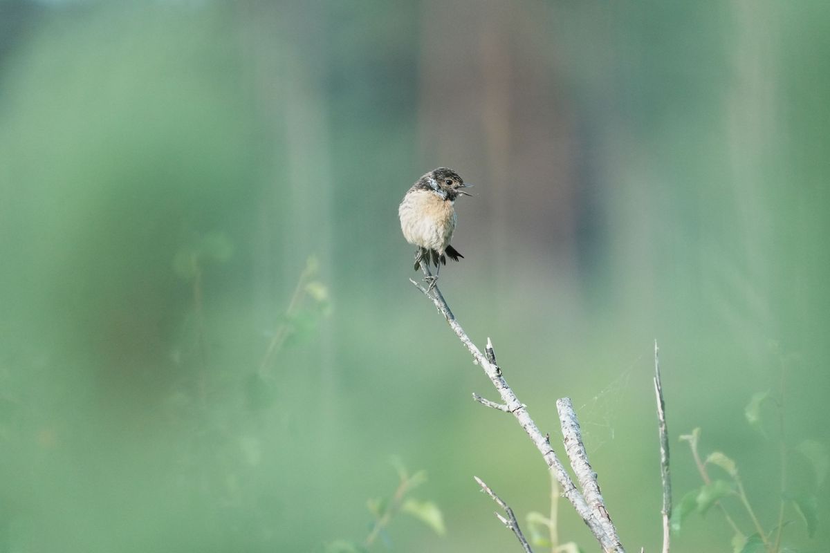 A stonechat perched on a branch in a nature reserve, photographed with a supertelephoto lens of a Sony camera