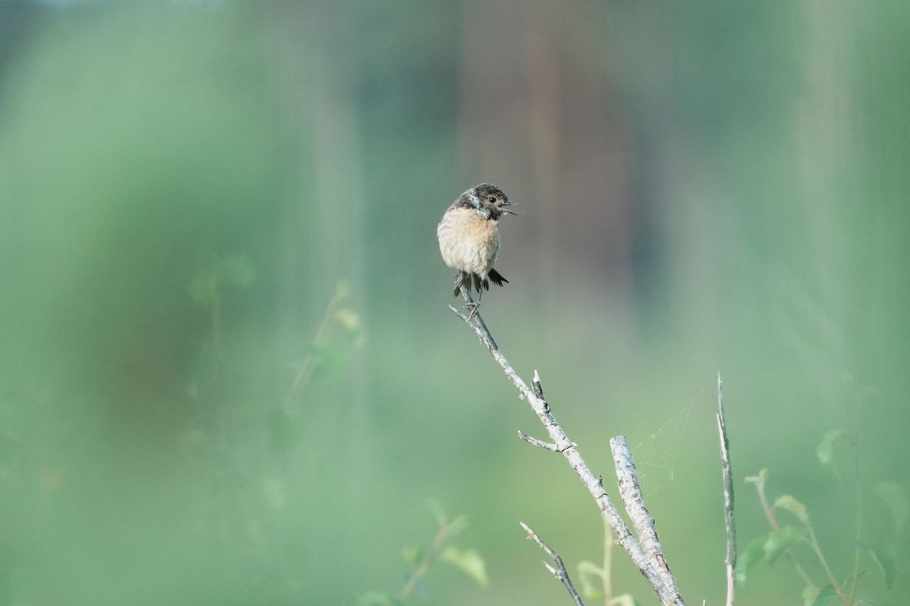 A stonechat perched on a branch in a nature reserve, photographed with a supertelephoto lens of a Sony camera