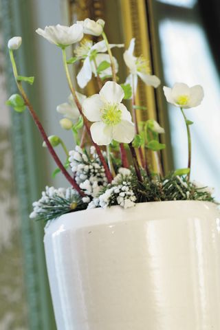 A cream pot with white flowers in