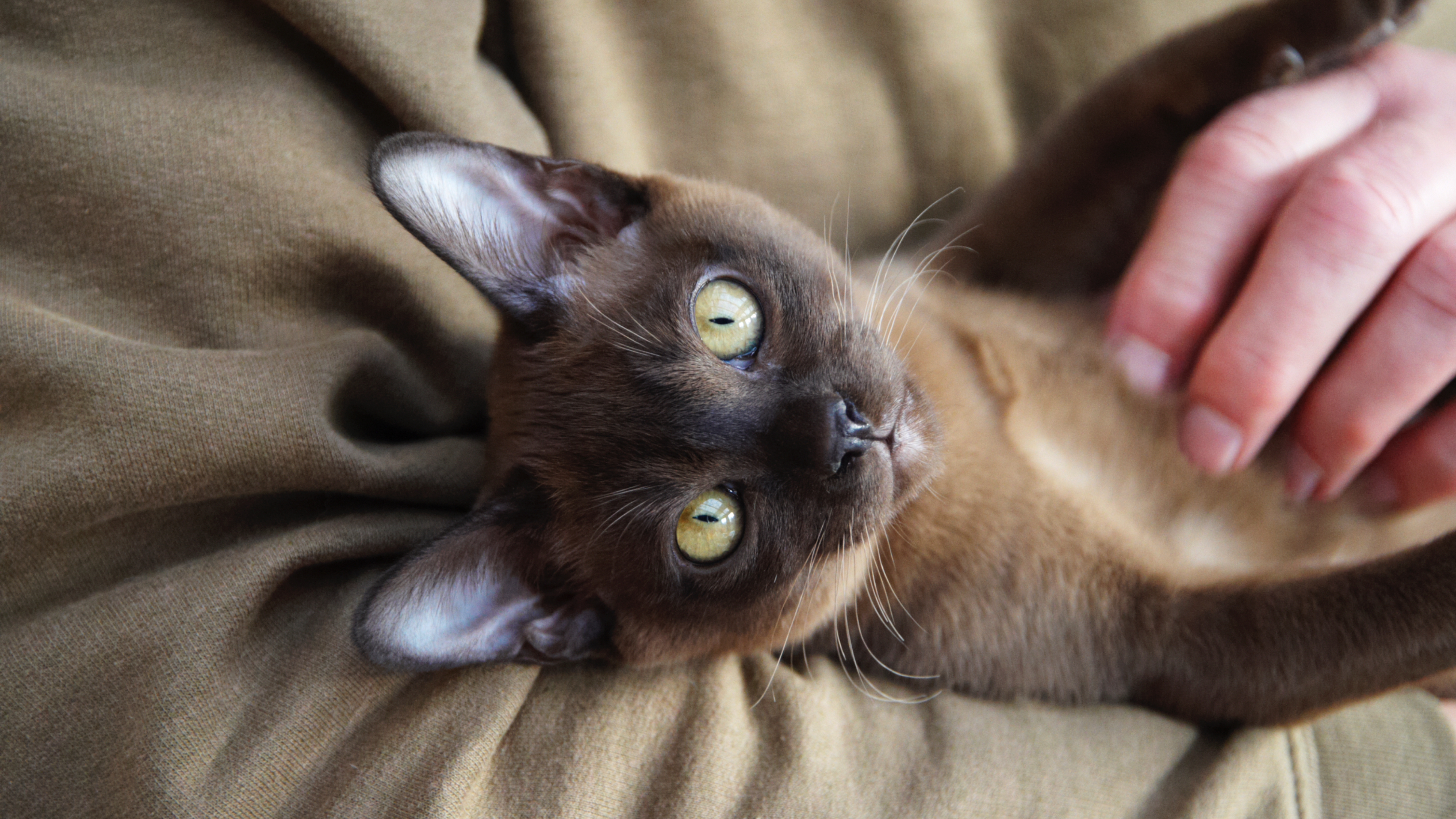 Burmese