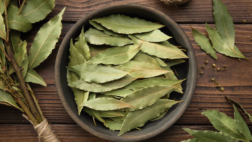 Bowl of bay leaves