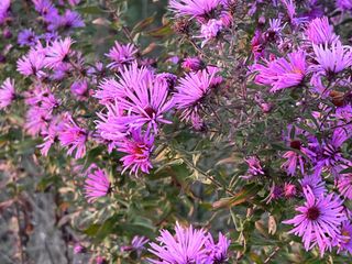 iPhone 13 Pro camera samples with telephoto