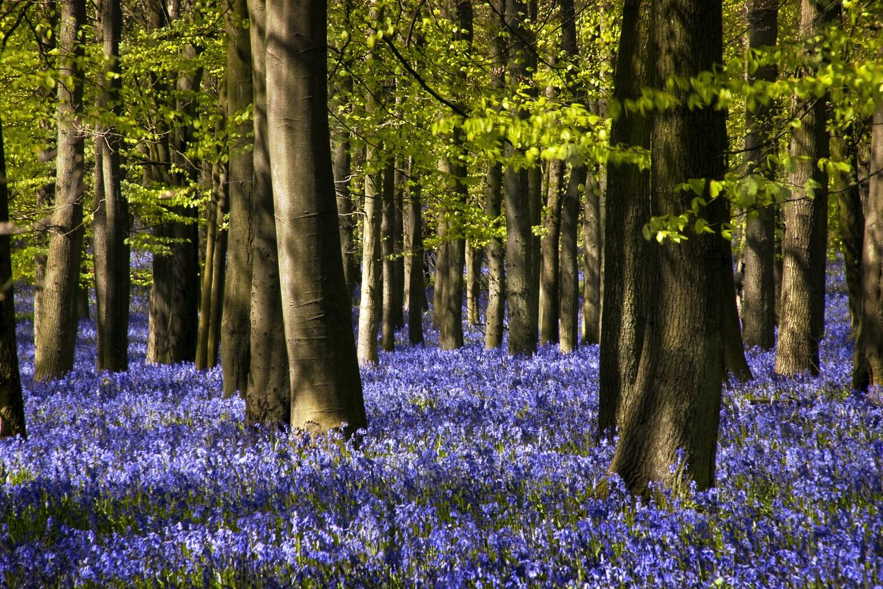 Which National Trust places are open