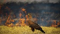 A brown hawk standing on dry grass with a large fire burning in the background