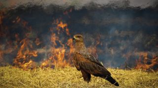 A brown hawk standing on dry grass with a large fire burning in the background