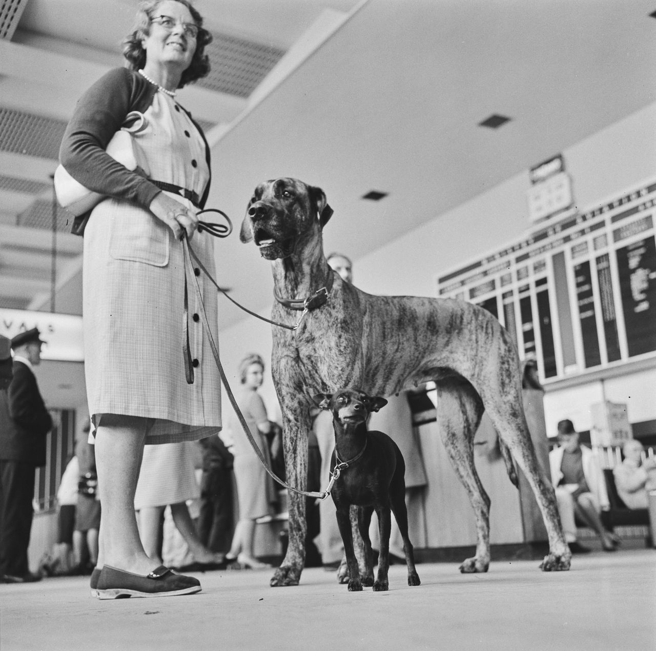 A woman stands indoors holding two dogs on leads &mdash; a towering brindle Great Dane and a tiny miniature pinscher standing confidently between its giant companion&rsquo;s legs. People in mid-century clothing are gathered in the background near a departures board, suggesting a travel terminal setting.