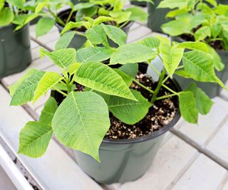 Potted green poinsettias growing on tables before Christmas