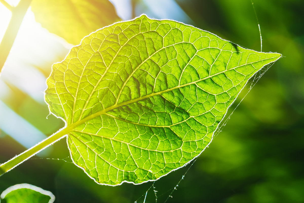 Plants need energy from sunlight for photosynthesis to occur.